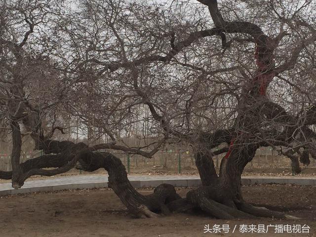 齐齐哈尔黄花村“黄花神树”的传说