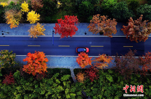俯瞰杭州龙井路,各种不同颜色的树木间隔开来。